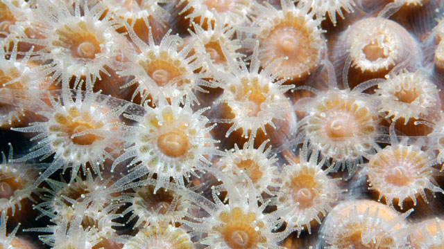 photo of coral