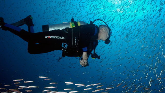 diver with a school of fish