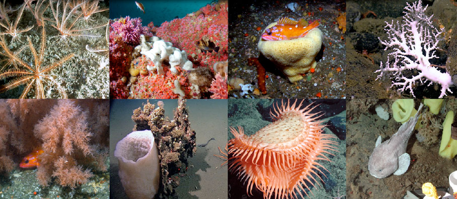colorful fish, sponges and corals in the deep sea