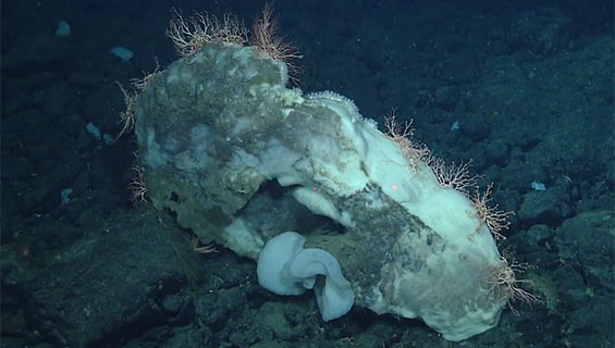 photo of deep sea life