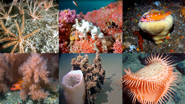photo montage of deep sea life