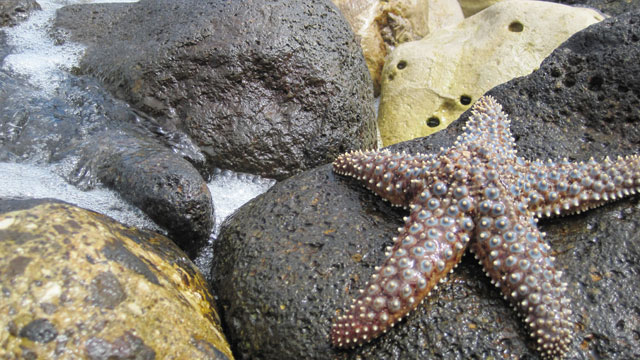 photo of seastar and rocks