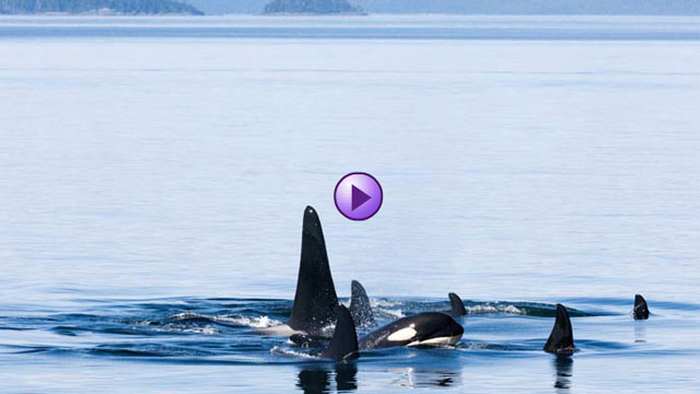 photo of orcas swimming