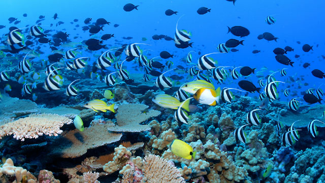 photo of a school of tropical fish