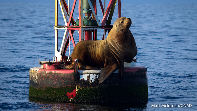 stellar sea lion on a buoy
