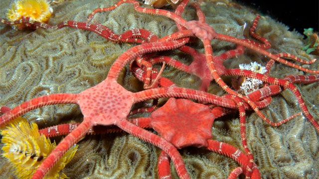 photos of starfish on coral