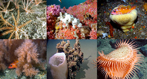 photo of a various marine life