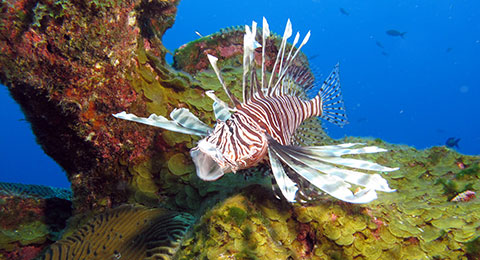 photo of a lionfish