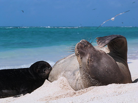 photo of monk seal