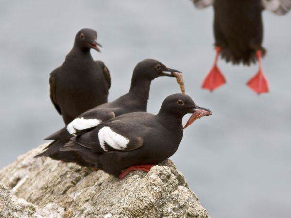 pigeon guillemots feeding while resting on a rock