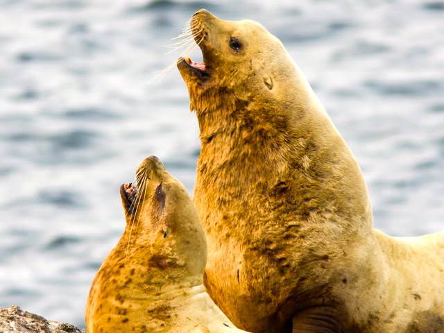 steller sea lions on the shore of the southeast farllon island