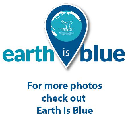 check out earth is blue for more sanctury photos and videos