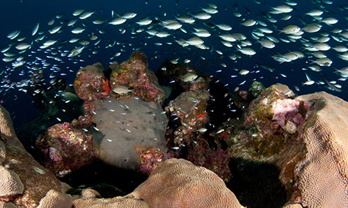 photo of fish and coral