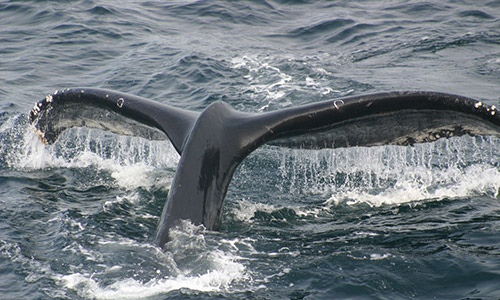 photo of a whale tail