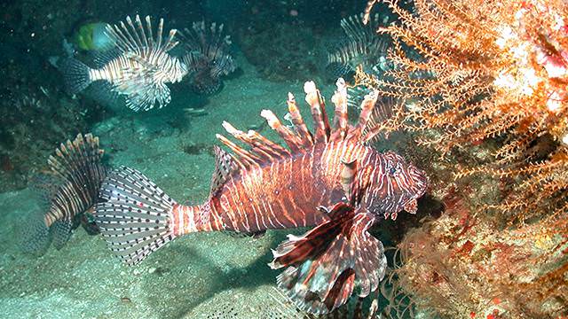 lionfishes swimming