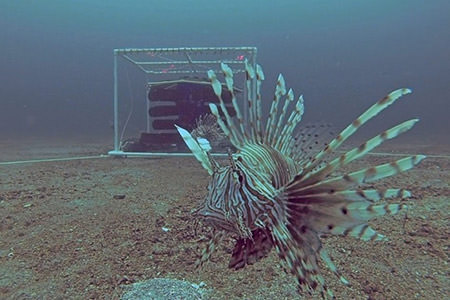 lionfish in front of a curtain-style trap