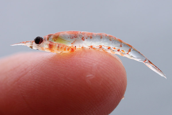 krill on a tip of a finger