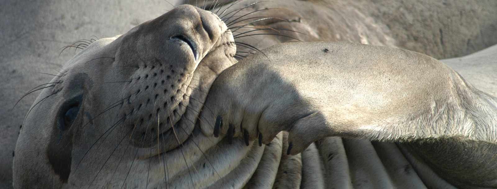 photo of a northern elephant seal up close