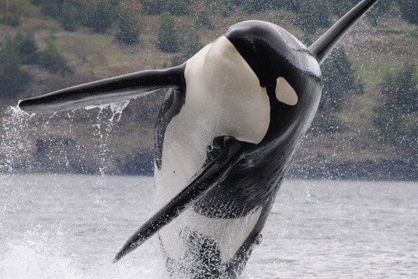 photo of an orca breaching