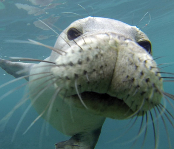 photo of a monk seal up close