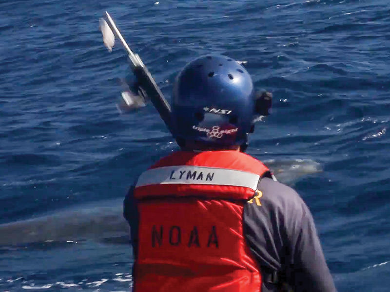 Noaa scientist waiting to disentangle a whale