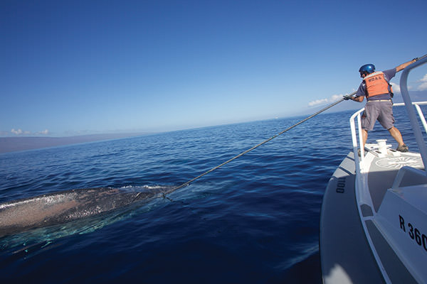 scientist on a boat disentangling a whale