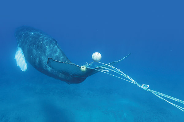 Whale tangled in fishing gear