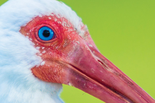 Photo of a white blue eyed bird