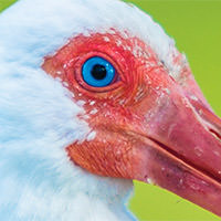White ibis, Florida Keys, NMS