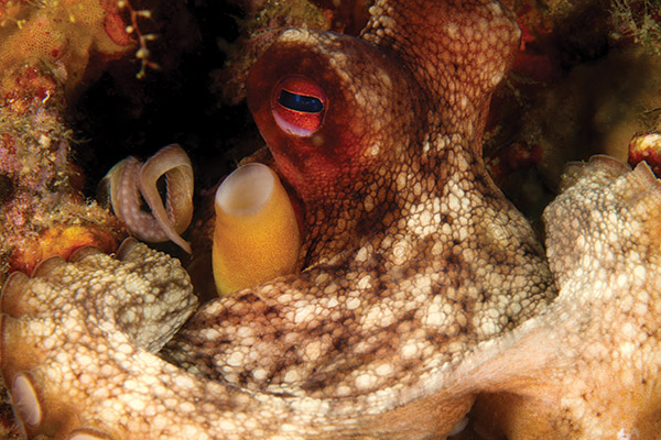 close up of an octopus