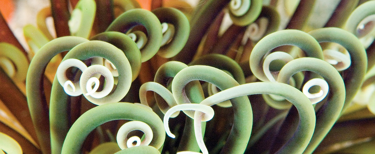 photo of green tube anemone