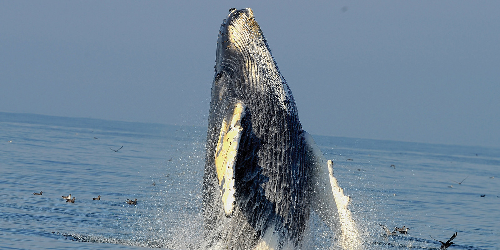 photo of humpback whale breaching