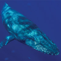 photo of a humpback whale