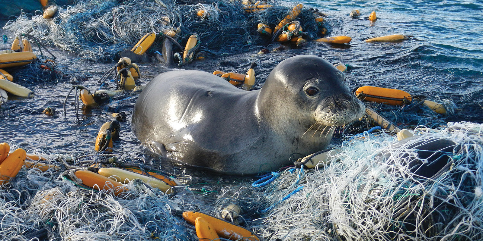 seal resting marine debris