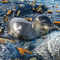 seal resting on marine debris