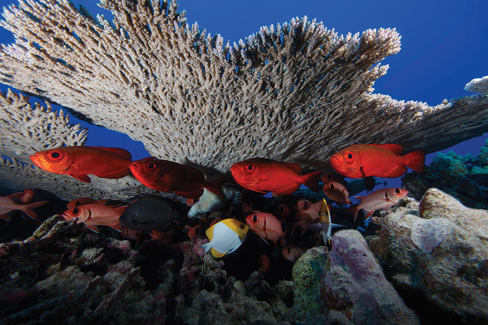 fish resting by a coral reef