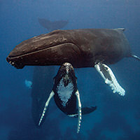 humpback whales swimming together