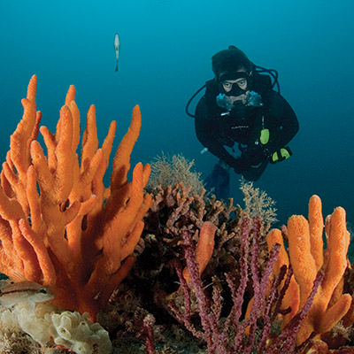 diver looking at a coral reef Gray’s Reef NMS; NMS Greg McFall/NOAA; 