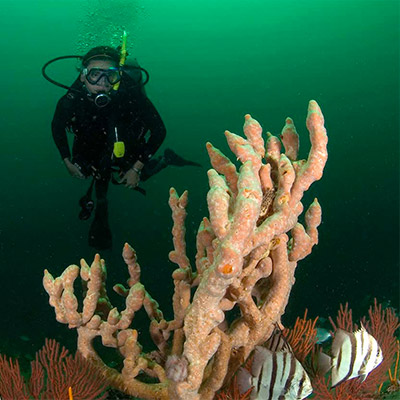 scuba diver looking at a coral reef, Gray’s Reef NMS; Photo Greg McFall/NOAA;