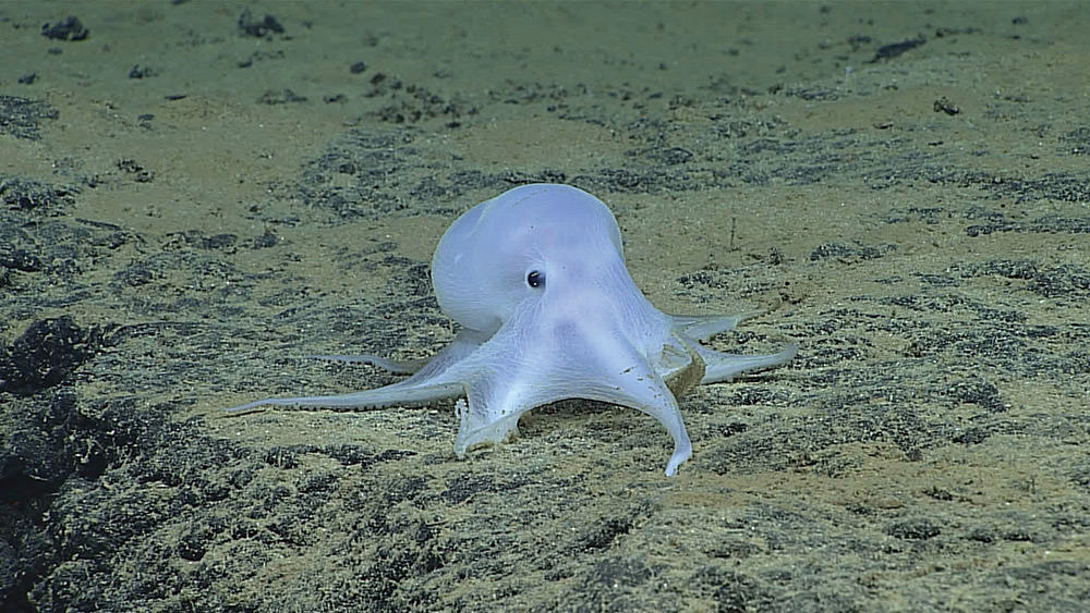 photo of white octopus