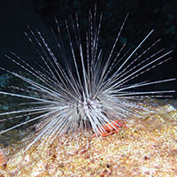 photo of a sea urchin