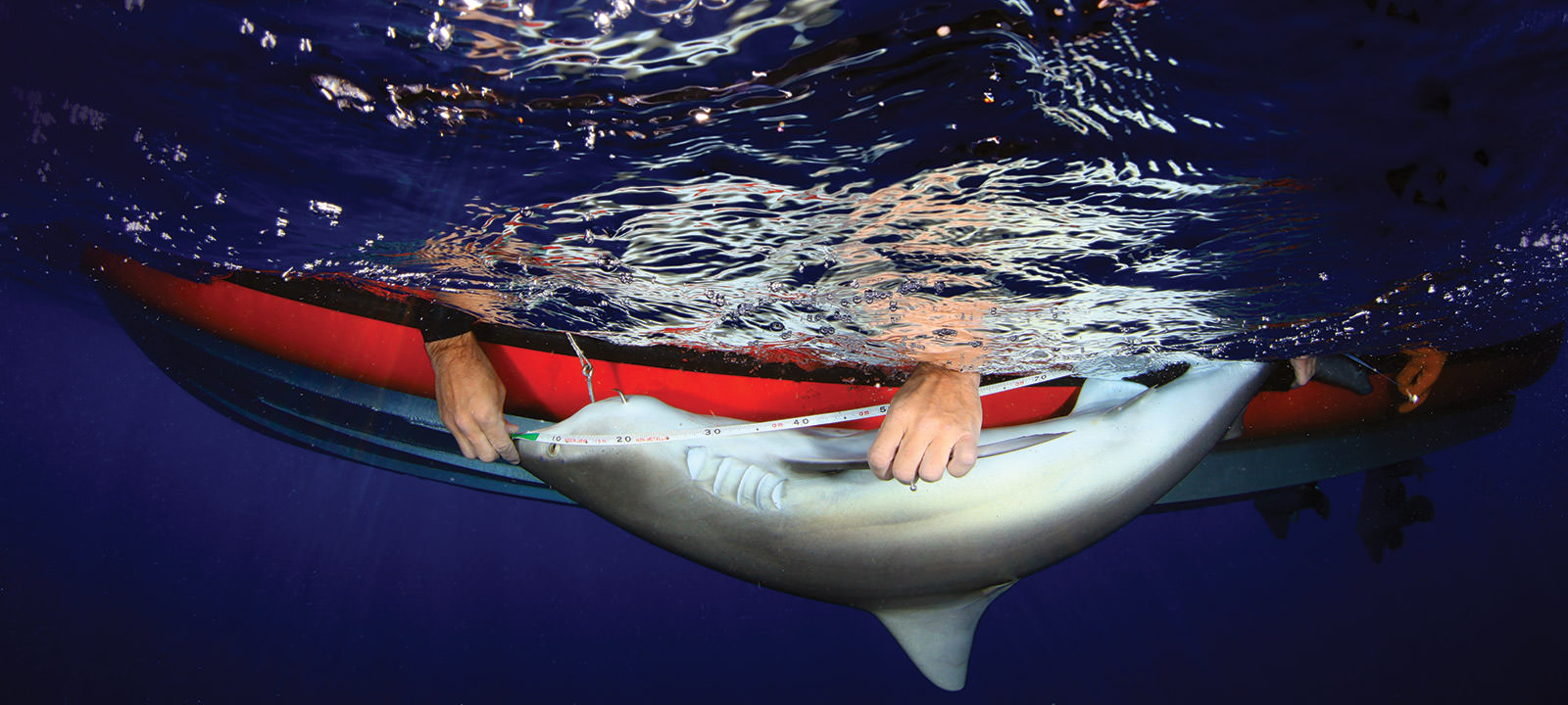 scientist tagging a shark from a boat