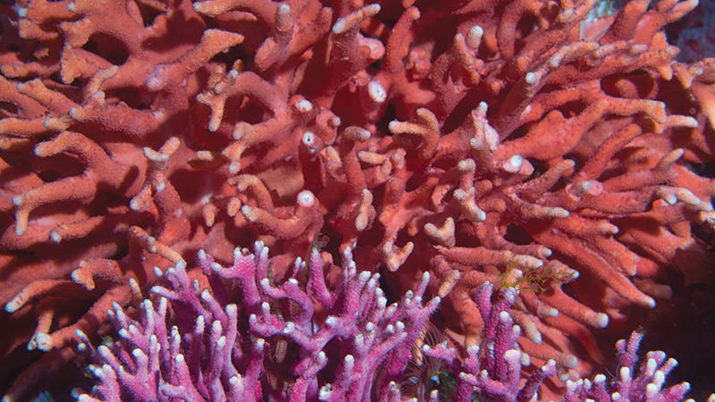 photo of pink and purple hydrocoral