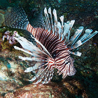 photo of a lionfish