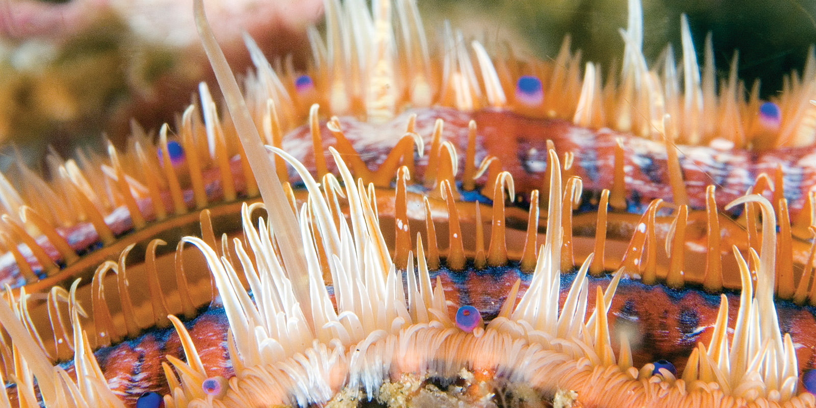 close up view of a lion scallop
