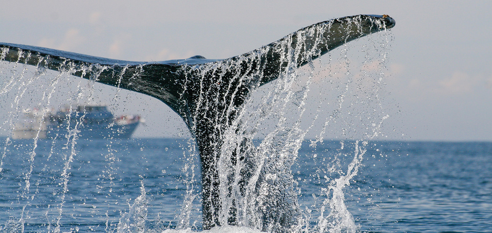 whale tail breaching, whale watching boat in the background