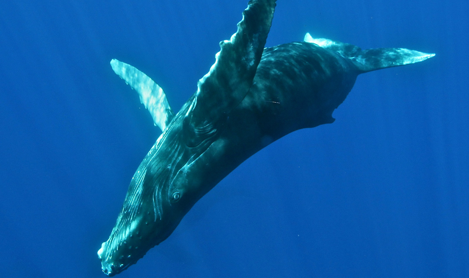 photo of a humpback whale
