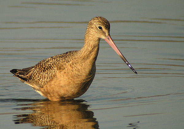 Marbled godwit on the water