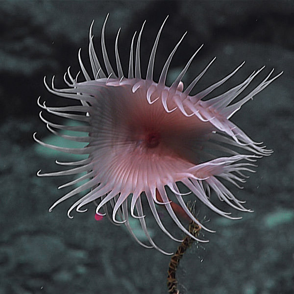 Venus fly trap anemone