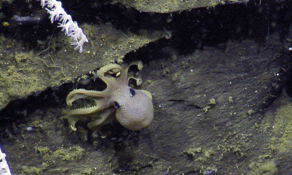 octopus clinging to rocks